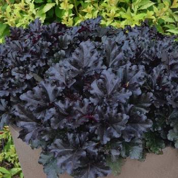 Гейхера Heuchera ‘Black Pearl’